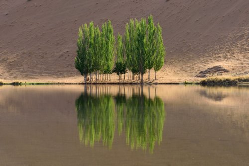 Désert du Badain Jaran (Chine, Mongolie Intérieure) - Bouquet de peupliers se reflétant dans le lac de South Suming Ji Ling. (VO-16-1250)