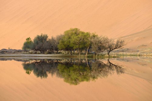 Désert du Badain Jaran (Chine, Mongolie Intérieure) -  Arbres au bord du  Lac de Suming Ji Ling au lever du soleil.(VO-16-1286)
