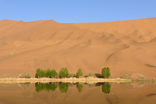 Désert du Badain Jaran (Chine, Mongolie Intérieure) -  Arbres au bord du  Lac de Suming Ji Ling (VO-16-1288)