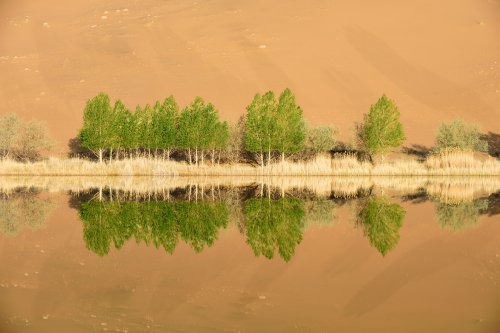 Désert du Badain Jaran (Chine, Mongolie Intérieure) - Arbres au bord du  Lac de Suming Ji Ling (VO-16-1290)