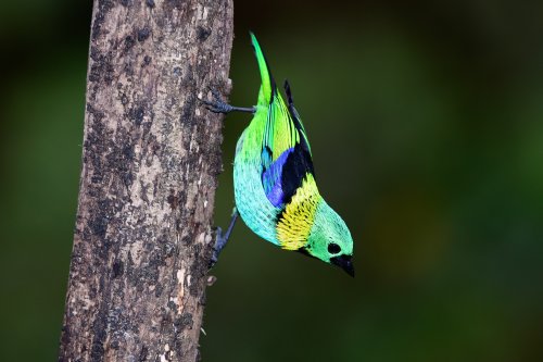 Oiseau : tangara multicolore (Brésil)(VO-16-1430)