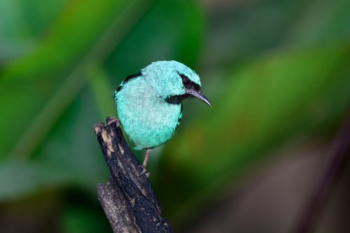 Oiseau : tangara bleu (Brésil)(VO-16-1436)