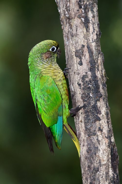Perroquet vert (Brésil)(VO-16-1439)
