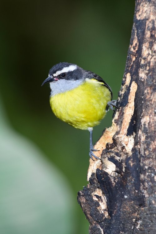 Oiseau : tangara jaune (Brésil)(VO-16-1440)