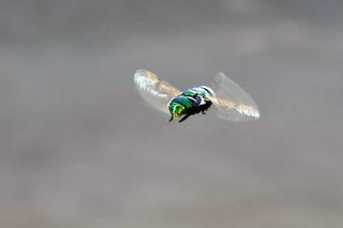 Varejeira (Brésil) - Cette mouche a la possibilité de rester immobile en vol stationnaire (VO-16-1518)