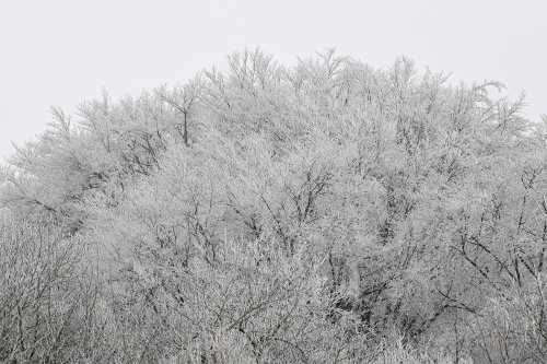 Arbres givrés sur la colline dominant le petit village de Hesselberg (Franconia).(VO-18-0028)