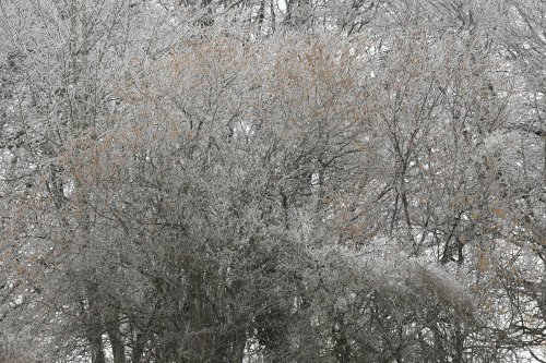 Arbres givrés sur la colline dominant le petit village de Hesselberg (Franconia).(VO-18-0031)
