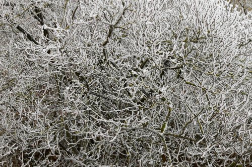 Arbres givrés sur la colline dominant le petit village de Hesselberg (Franconia).(VO-18-0037)