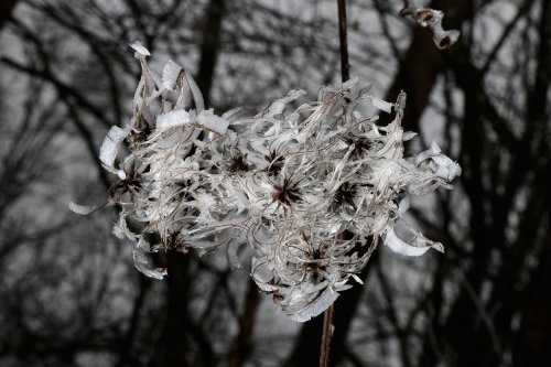 Branches givrées sur la colline dominant le petit village de Hesselberg (Franconia).(VO-18-0056)