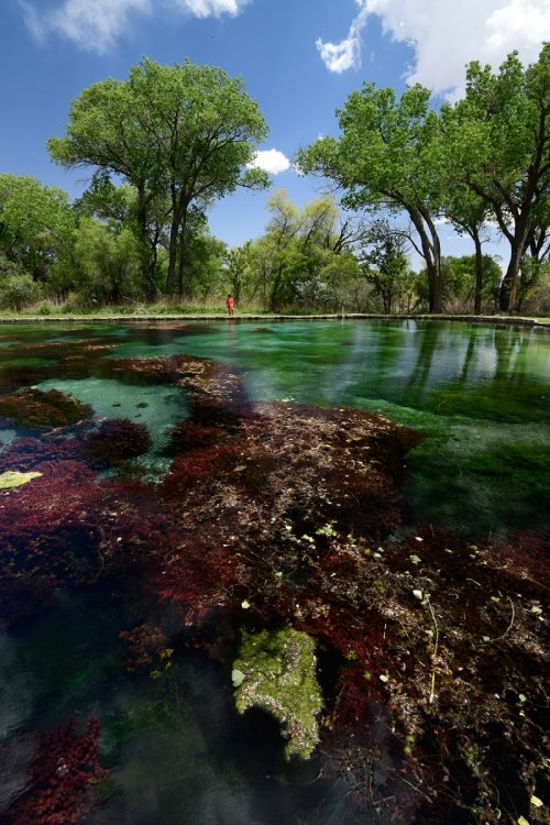 Guadalupe Mountains (Nouveau Mexique, USA) - Source de Rattlesnake Spring(VO-18-0166)