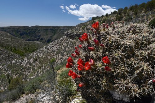 High Guadalupe Mountains (Nouveau Mexique, USA) - Dark Canyon : cactus en fleur (VO-18-0199)