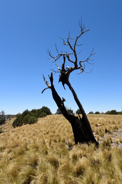 High Guadalupe Mountains (Nouveau Mexique, USA) - Dark Canyon : arbre mort dans une prairie d'herbes sèches(VO-18-0210.jpg)