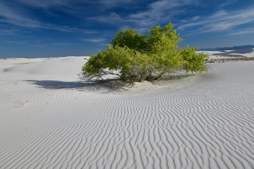 White Sands National Park (Nouveau Mexique, USA) -  Arbre  isolé au milieu des dunes de sable blanc de gypse (VO-18-0356)