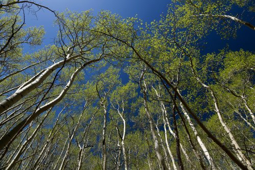 Valley View Hot Springs (Colorado, USA) - Garner Creek : bouleaux avec leur feuillage de printemps(VO-18-0391)