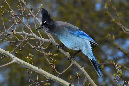Rocky Mountains National Park (Colorado, USA) - Geai bleu(VO-18-0488)