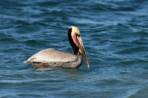 Mer de Cortes (Cabo Pulmo, Basse Californie, Mexique) - Pélican dans l'eau(VO-19-0088)