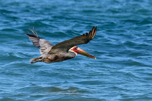 Mer de Cortes (Cabo Pulmo, Basse Californie, Mexique) -  Pélican en vol au dessus de l'eau(VO-19-0089)
