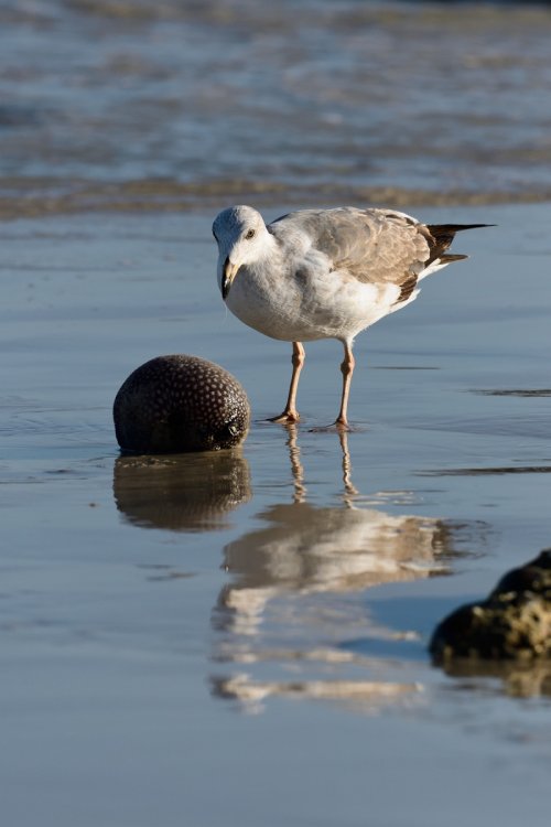 Mer de Cortes (Loreto, Basse Californie, Mexique) - Mouette  attaquant un poisson lune(VO-19-0095)