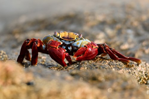 Mer de Cortes (Cabo Pulmo, Basse Californie, Mexique) - Crabe aux pinces rouges (Sally- Light- Foot) sur un rocher(VO-19-0120)