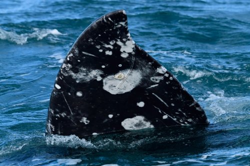 Laguna del Ojo de Liebre  (Guerrero Negro, Basse Californie, Mexique) - Nageoire de baleine grise(VO-19-0150)