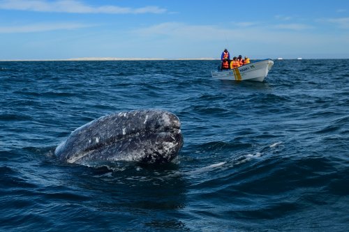 Laguna del Ojo de Liebre  (Guerrero Negro, Basse Californie, Mexique) -  Baleine grise sortant sa tête devant une barque (VO-19-0165)