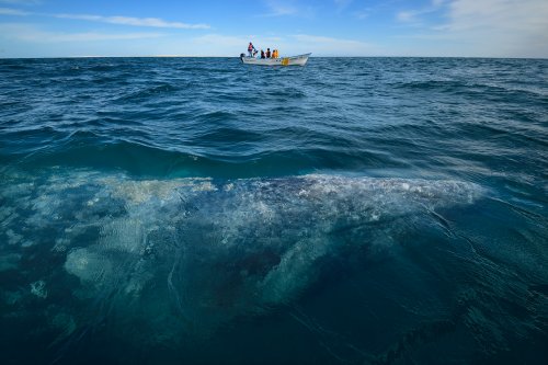 Laguna del Ojo de Liebre  (Guerrero Negro, Basse Californie, Mexique) -  Baleine grise sous l'eau avec barque en arrière plan(VO-19-0170)