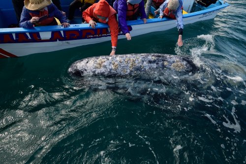 Laguna del Ojo de Liebre  (Guerrero Negro, Basse Californie, Mexique) -  Baleine grise venant se faire caresser près d'une barque(VO-19-0191)