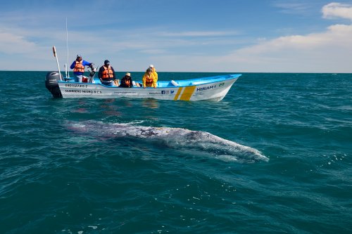 Laguna del Ojo de Liebre  (Guerrero Negro, Basse Californie, Mexique) -  Baleine grise nageant à côté d'une barque(VO-19-0237)
