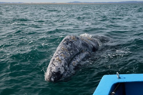 Laguna del Ojo de Liebre  (Guerrero Negro, Basse Californie, Mexique) -  Baleine grise nageant dans le sillage d'un' barque(VO-19-0262)