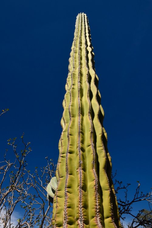 Basse Californie (Mexique) - Cactus  cierge dans la région de Loreto(VO-19-0335)