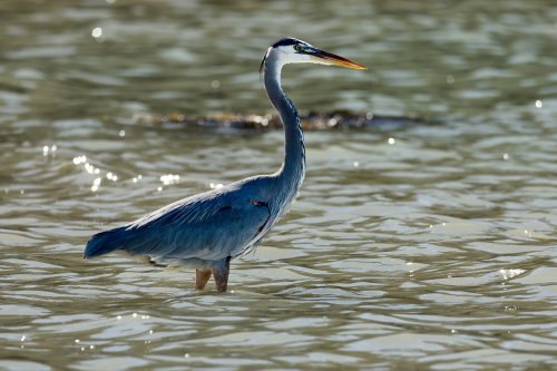 Mer de Cortes (Loreto, Basse Californie, Mexique) - Héron gris dans l'eau(VO-19-0375)
