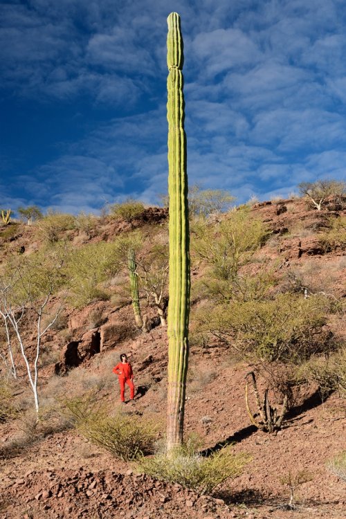 Basse Californie (Mexique) - Cactus cierge au bord d'une piste dans la région de Loreto(VO-19-0389)