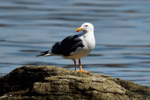 Mer de Cortes (Loreto, Basse Californie, Mexique) - Mouette sur un rocher au bord de l'eau(VO-19-0417)