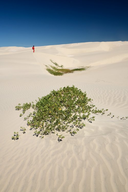 San Carlos (Basse Californie, Mexique) - Dunes de sable de Magdalena Bay(VO-19-0461)