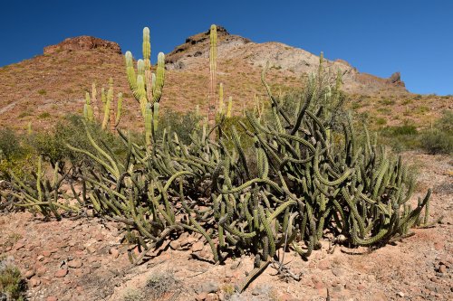Basse Californie (Mexique) - Cactus sur la péninsule de La Paz(VO-19-0496)