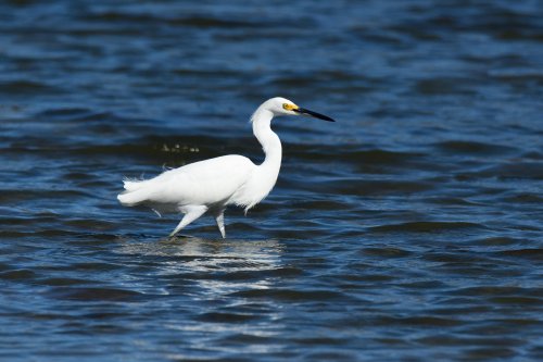 Mer de Cortes (Loreto, Basse Californie, Mexique) - Héron blanc dans l'eau(VO-19-0510.jpg)