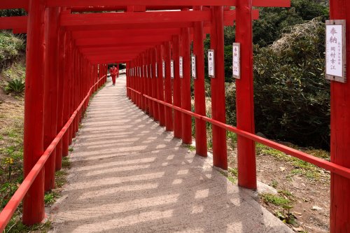 Nagato (pref. Yamaguchi, Japon) - Allée de torii du sanctuaire de Motonosumi Inari (VO-19-0585)