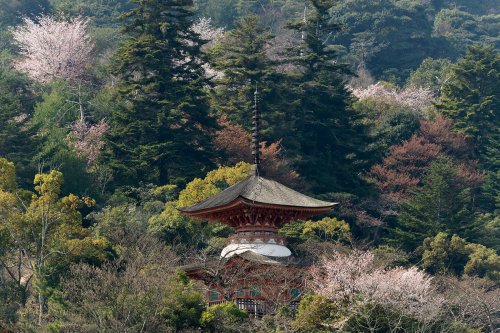 Miyajima island (Pref. Hiroshima, Japon) -  Temple Dashoin au milieu des arbres(VO-19-0721)