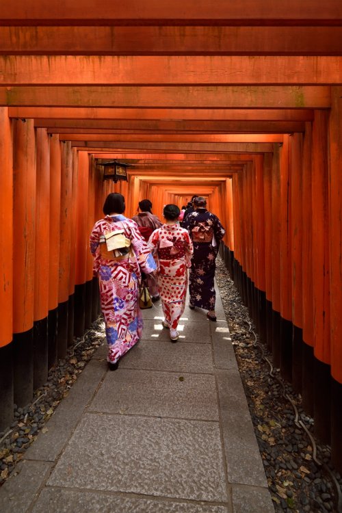 Kyoto (Japon) - Japonais en habit traditionnel dans l'allée de torii du sanctuaire Fushimi Inari(VO-19-0815)