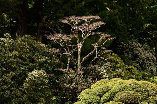 Koya San (Japon) - Jardin du temple Kongobu-ji(VO-19-1033)