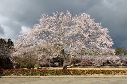 Nara (Japon) - Cerisier en fleur dans le jardin du temple de Todai-ji(VO-19-1110)