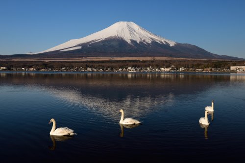 Mont Fuji (Japon) - Mont Fuji  vu depuis le lac Yamanakako avec cygnes en premier plan(VO-19-1189)