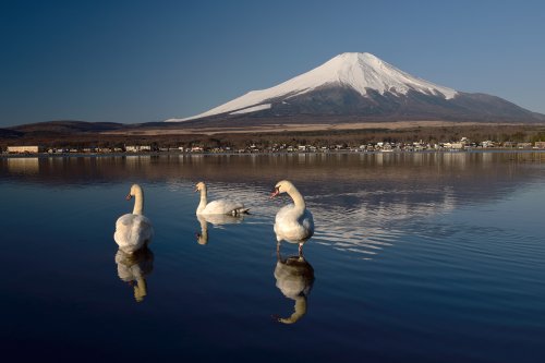Mont Fuji (Japon) - Mont Fuji  vu depuis le lac Yamanakako avec cygnes en premier plan(VO-19-1192)
