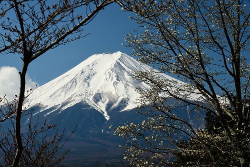 Fujiyoshidai ( Japon) -  Sommet enneigé du Mont Fuji vu depuis la pagode Chureito (VO-19-1209)