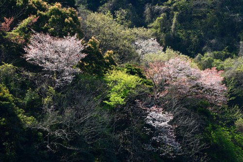 Péninsule d'Izu ( Japon) -  Montagne avec cerisiers en fleurs(VO-19-1278)