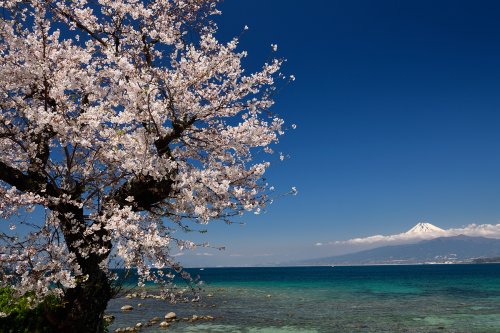 Péninsule d'Izu ( Japon) - Mont Fuji avec cerisier en fleurs au premier plan(VO-19-1286)