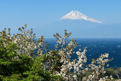 Péninsule d'Izu ( Japon) - Mont Fuji avec cerisier en fleurs au premier plan (VO-19-1334)