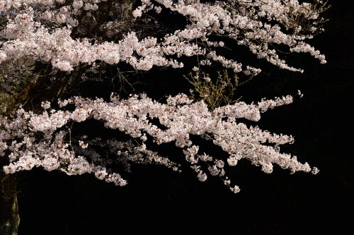 Péninsule d'Izu ( Japon) - branche de cerisier en fleurs(VO-19-1336)