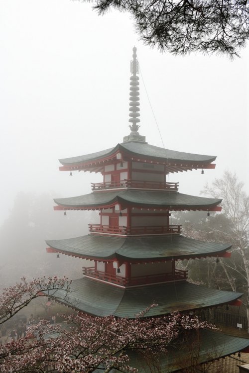 Fujiyoshidai ( Japon) - Pagode Chureito dans la brume avec cerisiers en fleurs(VO-19-1423)