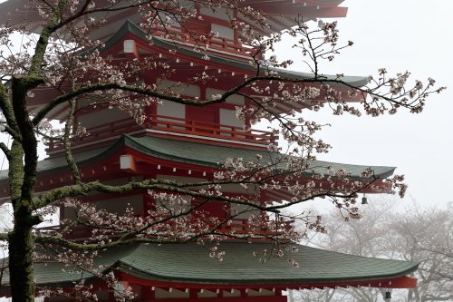 Fujiyoshidai ( Japon) - Pagode Chureito dans la brume avec cerisiers en fleurs(VO-19-1430)